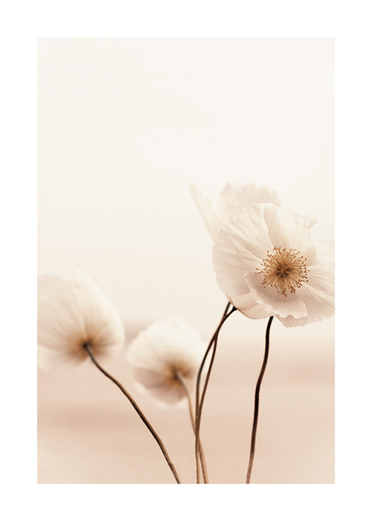  – Photograph of a couple of light poppy flowers against a blurry, light beige background