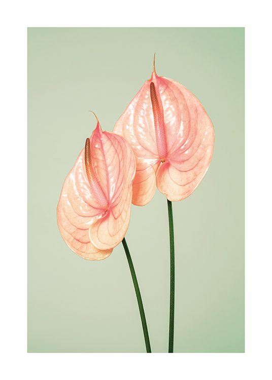  – An image of two stems of an anthurium flamingo flower on a pale green background