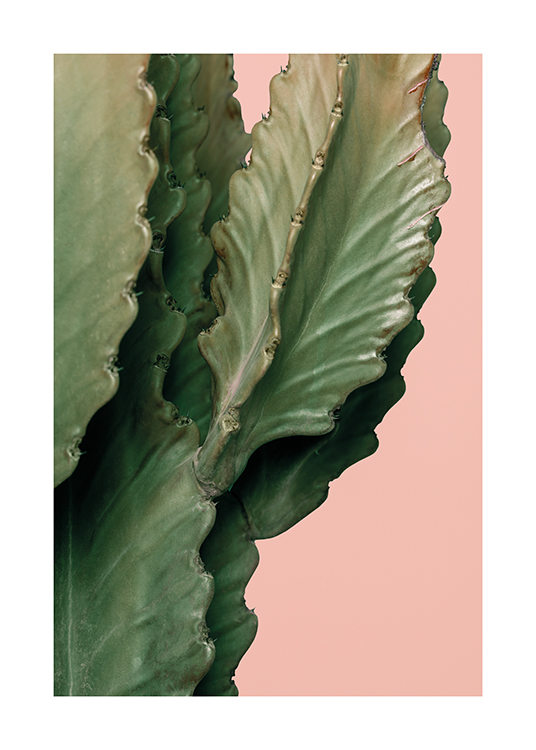  – An image of a cactus on a pink background