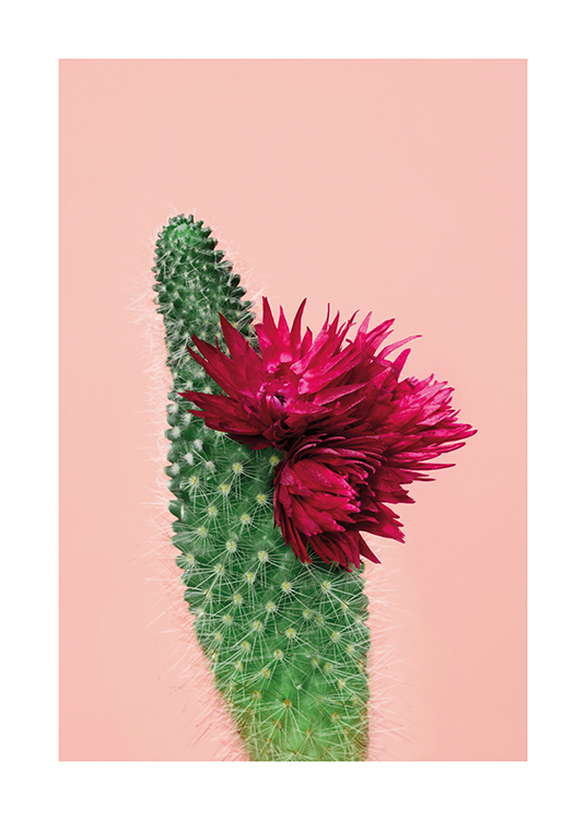 – An image of a cactus with Fuschia pink flowers blooming on a pale pink background