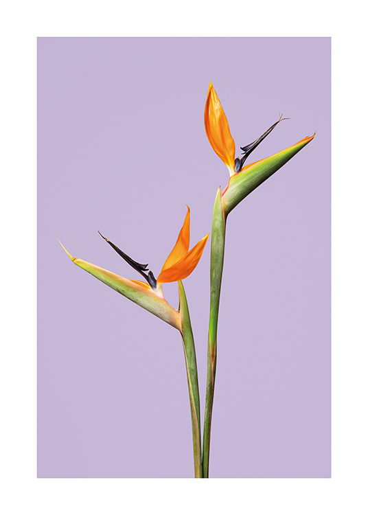  – An image of birds of paradise flowers on a lilac background