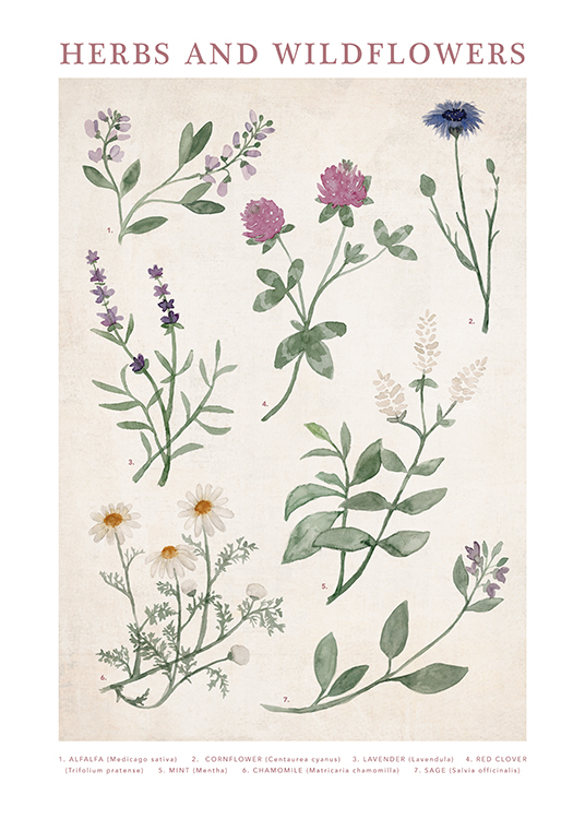  – Vintage watercolour illustration with wildflowers and herbs on a light beige background