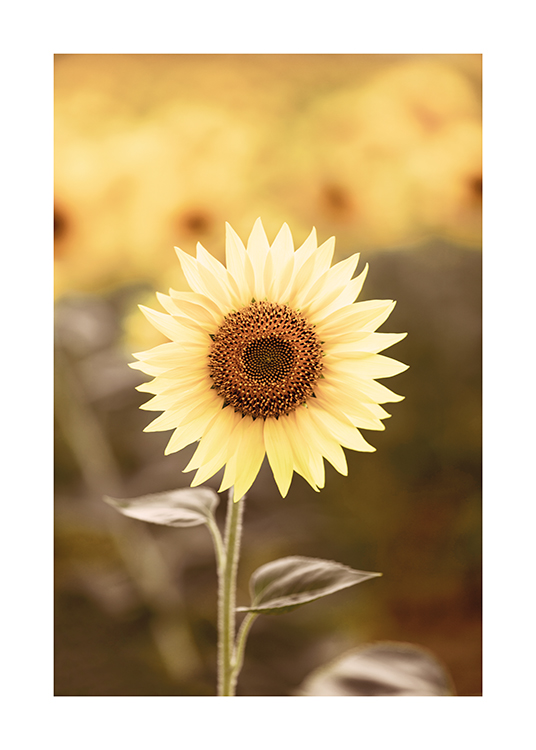  – Photograph of a single sunflower with a blurry sunflower field in the background