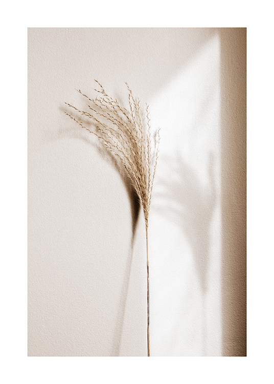  – Photograph of a reed in beige with its shadow next to it, resting on a light wall