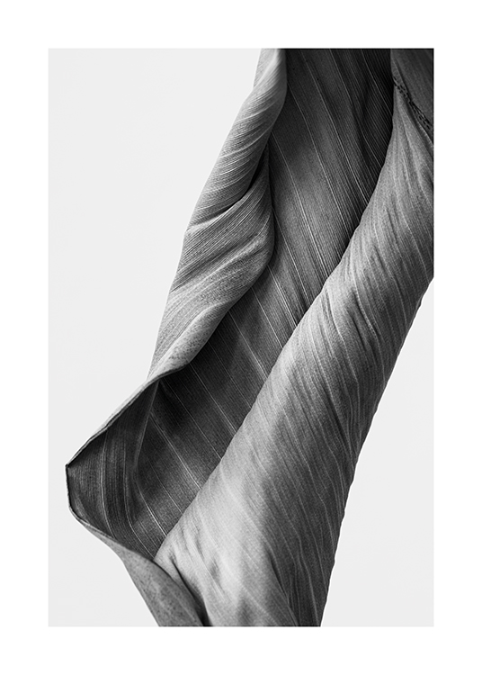  – Black and white photograph of a curved leaf with stripes in it