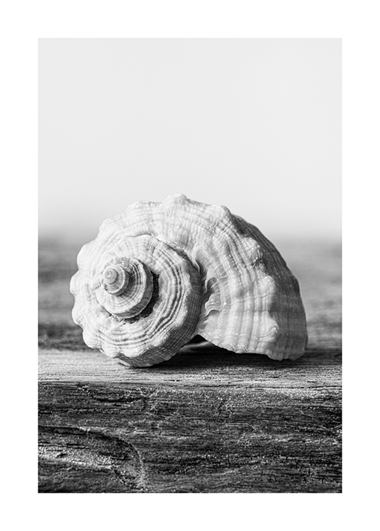  – Black and white photograph of a seashell laying on a piece of wood