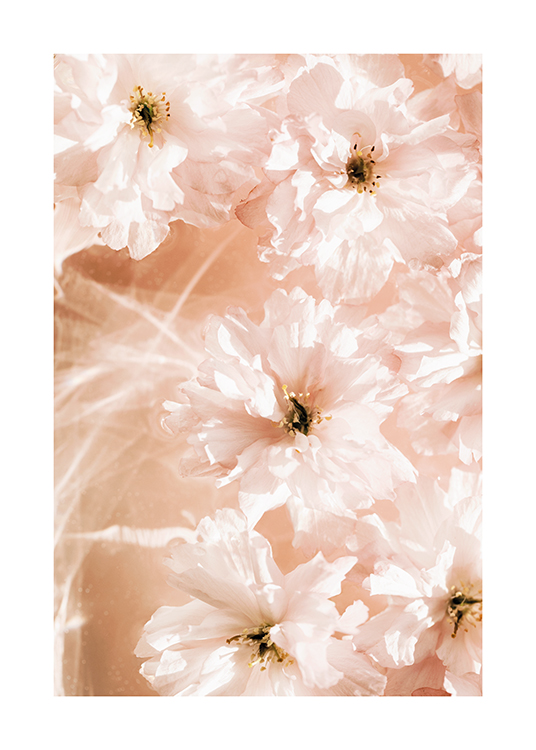 – Photograph of a bundle of flowers with light pink petals floating in water