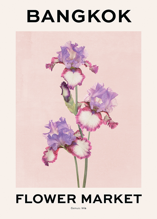  – Illustration of iris flowers in purple and pink on a pink background with text above and underneath