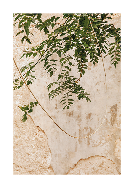  – Leaves hanging against a rustic Spanish building