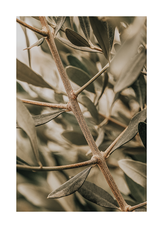 Detailed Olive Branch 30x40   16418 2 