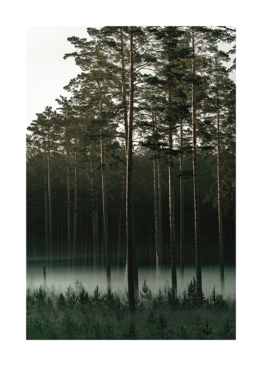  – Photograph of a pine tree forest with fog in between the trees
