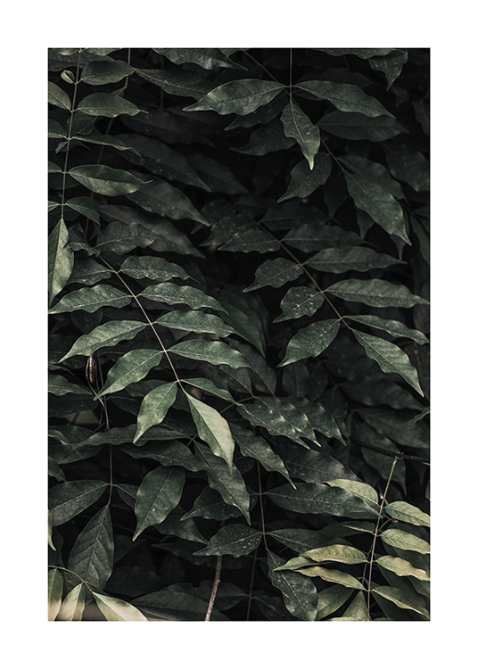  – Photograph of a bundle of leaves in dark green