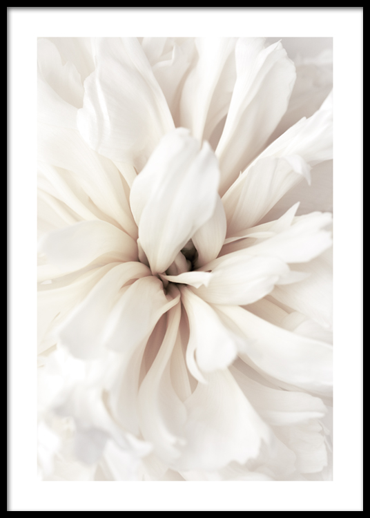 Close Up Blossom Poster - White flower petals - desenio.co.uk