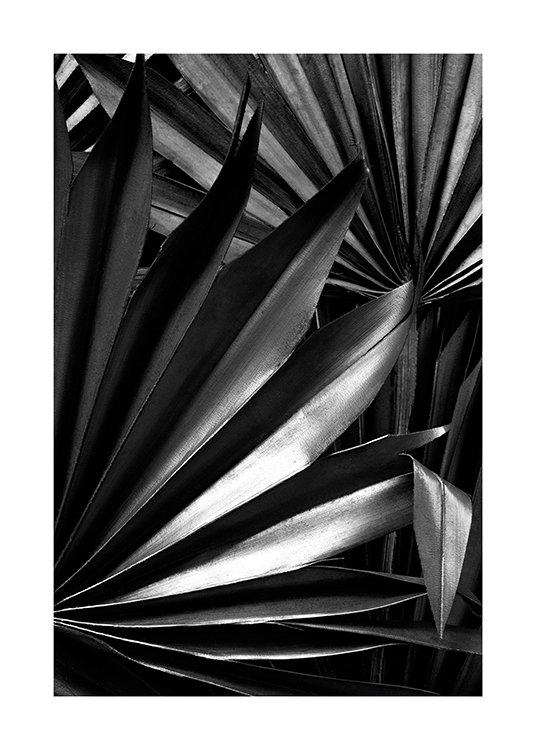  – Black and white photograph of shiny, pleated palm leaves