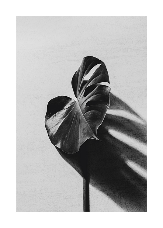  – Black and white photograph of a monstera leaf giving off a shadow on a concrete background