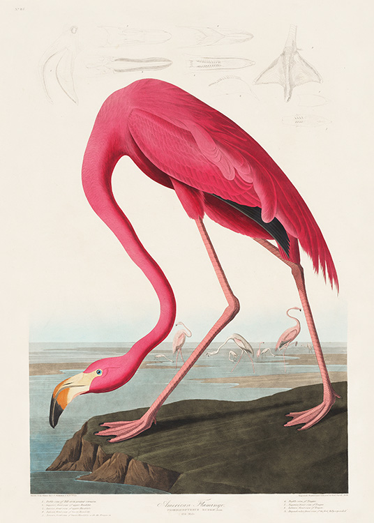  – Illustration of a large, pink flamingo on a cliff with a light beige background