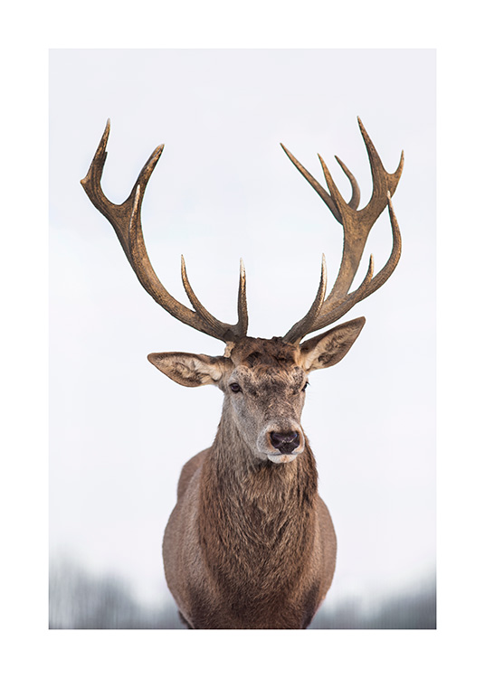  – Photograph of a deer straight from the front, against a light, blurry background