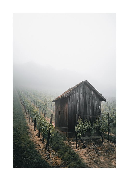  – Photograph of a vineyard covered in fog and a little cabin in the foreground