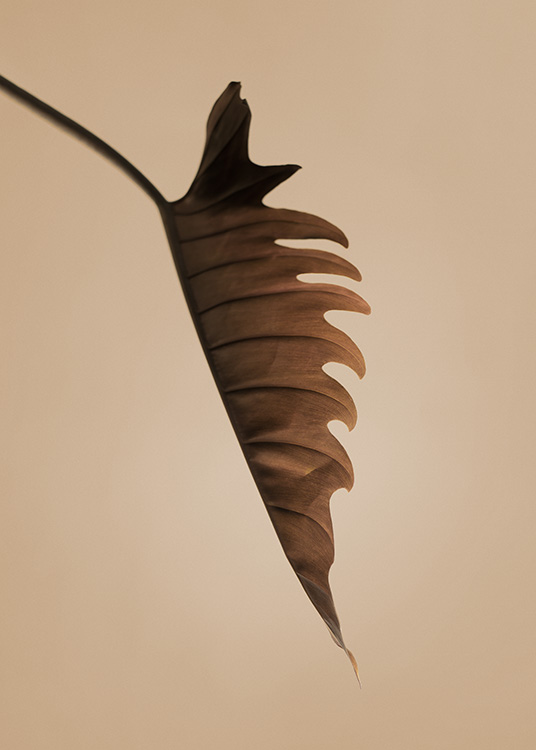  – Photograph of a brown leaf seen from the side with ruffled edges, against a background in beige