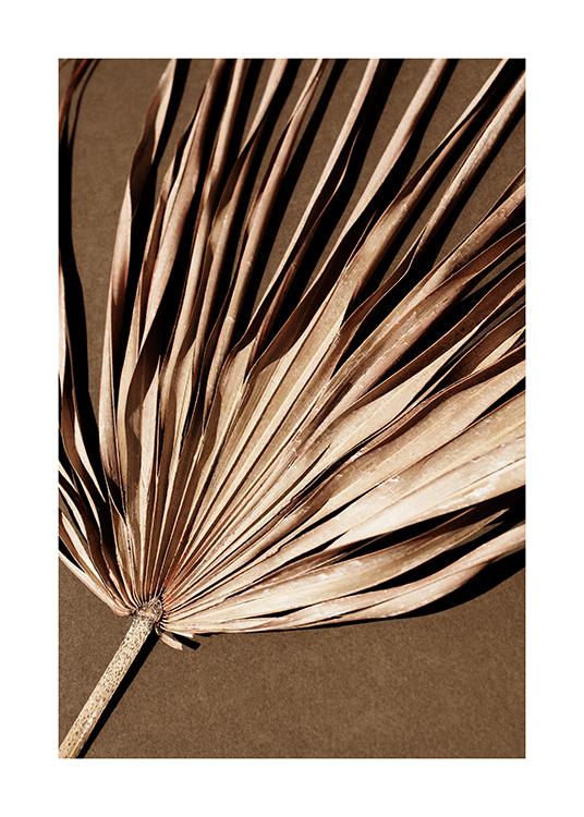  – Photograph of a dried, beige palm leaf with a pleated effect, on a brown background