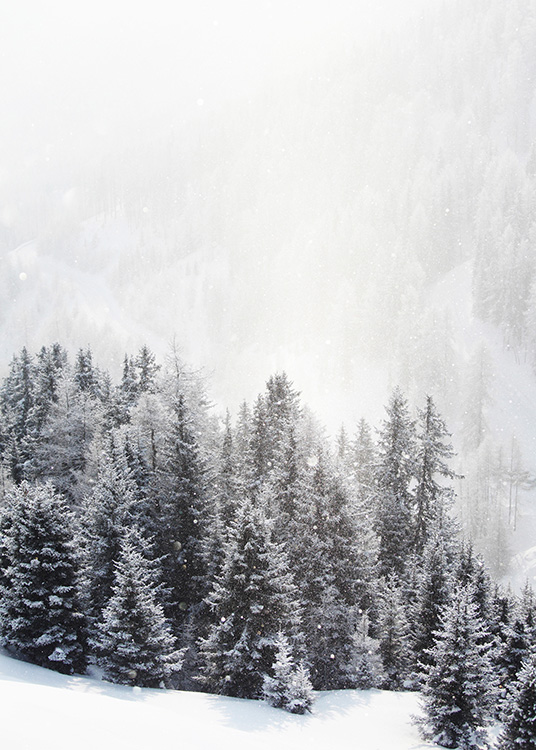 – A photograph of a frozen forest of fir trees and mountains
