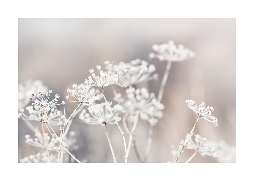 – A photograph of frozen botanical flowers in the meadow