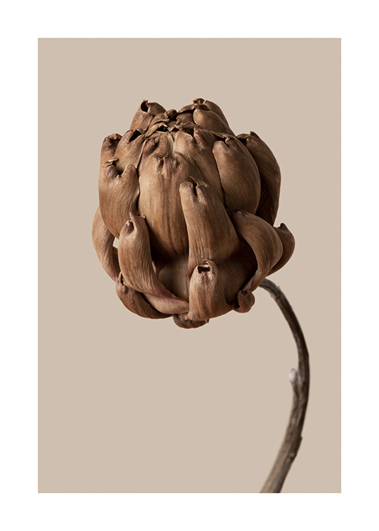 – A photograph of a brown botanical flower with a brown/beige background