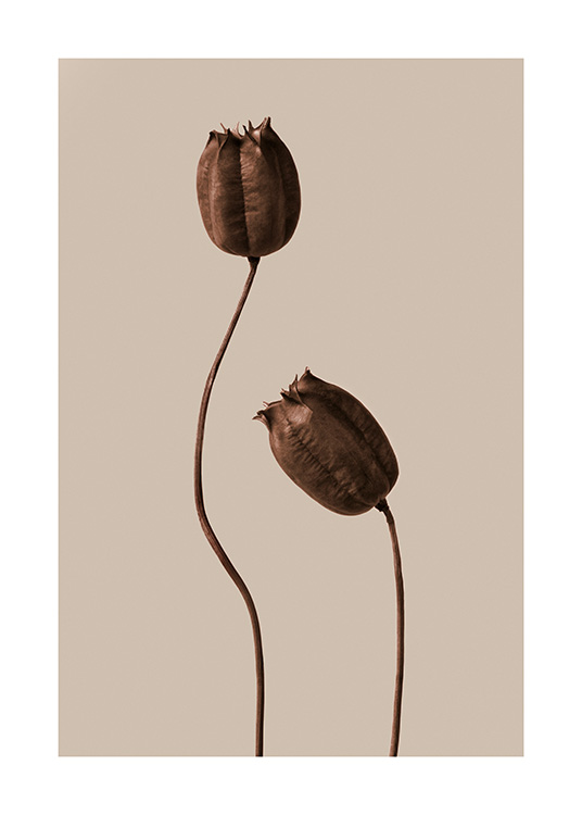 – Two dried flowers in different heights in brown colour and brown/beige background