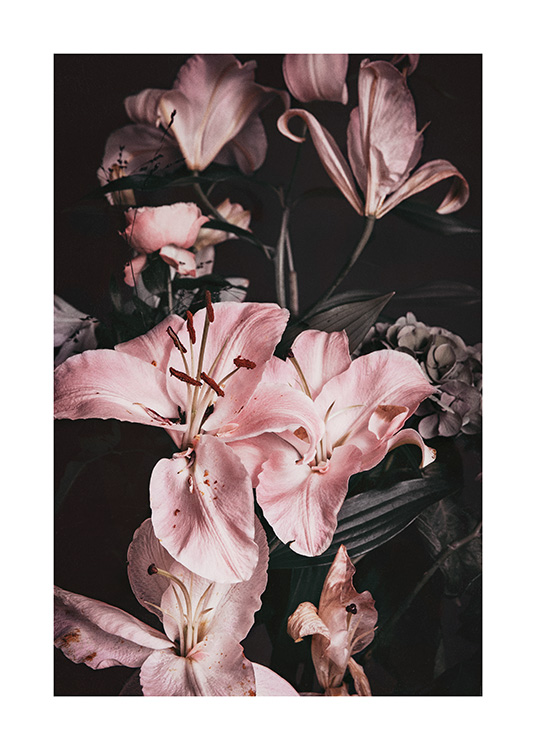 – A photograph of pink lilies with clear seeds inside