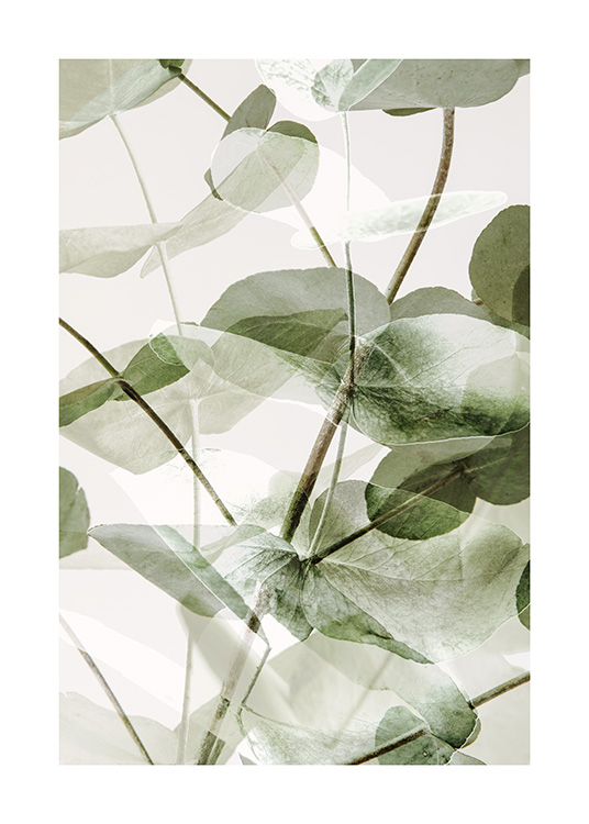 – Print of clear and faded eucalyptus in green