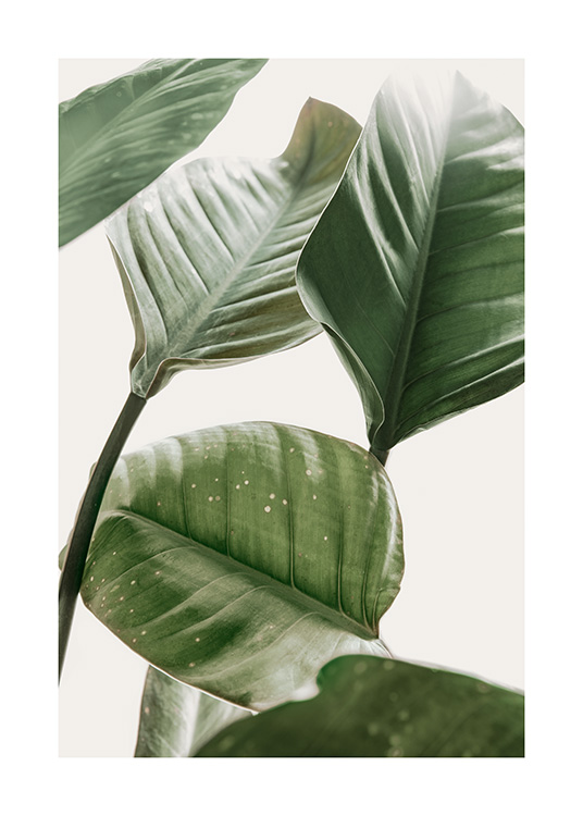 – Photograph of green strelitzia plant
