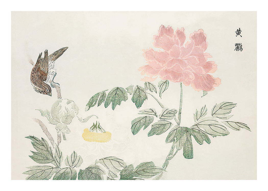 – Print in landscape format of a bird and pink peony