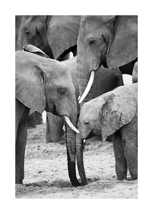 – Photograph of elephants in black and white
