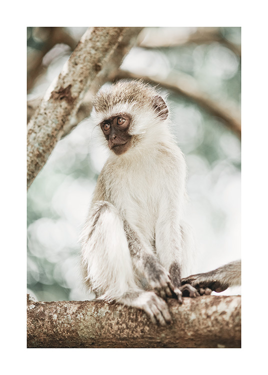 – Photograph of a monkey on a tree