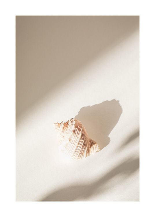 – Art print of a seashell in the sunligt