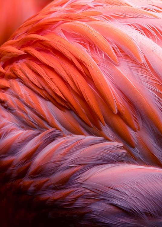  - Colourful animal poster with the pink-red feathers of a flamingo.