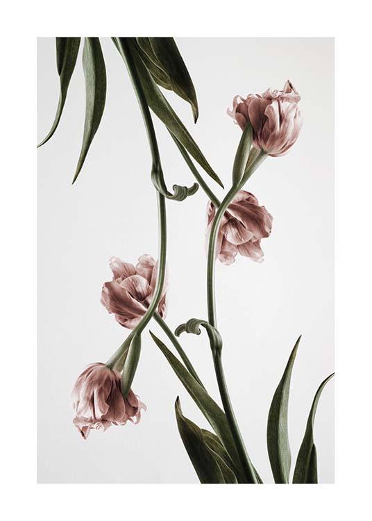 Pink Tulipe No2 Poster / Photographs at Desenio AB (2120)