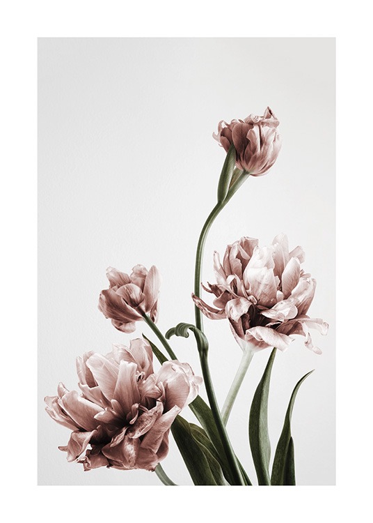  – Photograph of a bunch of pink tulips in full bloom against a grey background