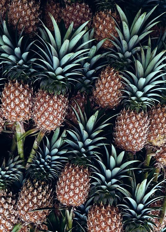  - Modern poster for the kitchen with pineapple fruits for as far as the eye can see.