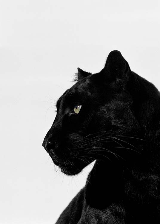 Black Panther Poster / Photographs at Desenio AB (2273)