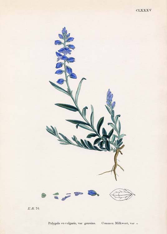  - Stylish plant poster with an image of the common milkwort with dark-blue blossoms.