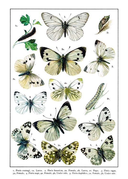  - Animal poster with a collection of white garden butterflies on a white background.