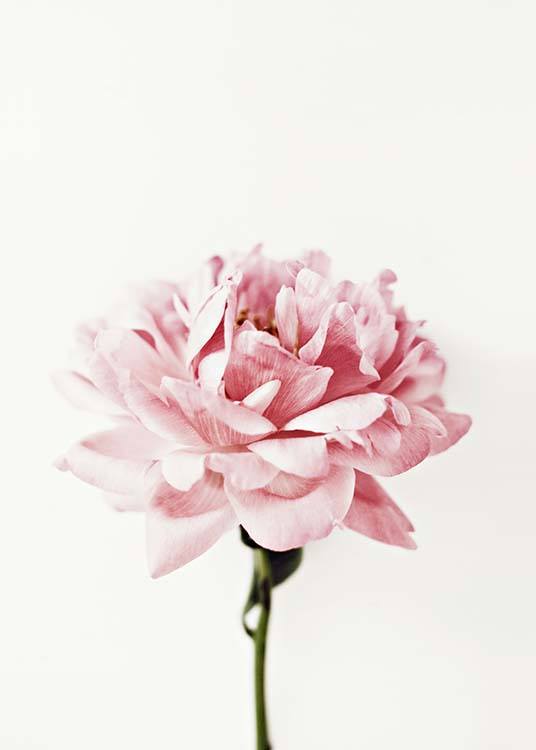  - Stylish photo poster with the motif of a pink peony flower.