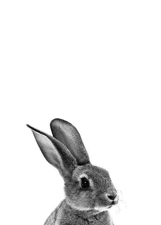  - Beautiful black and white portrait poster of a grey bunny on a white background.