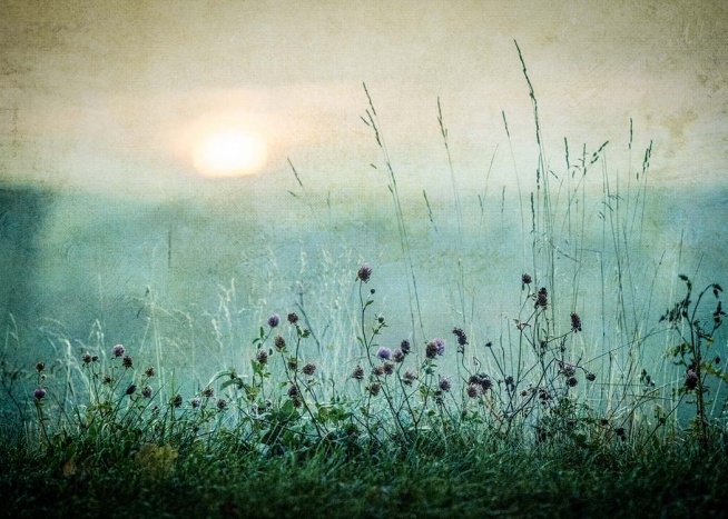  – Nature print with a meadow with flowers and a sunrise in the background