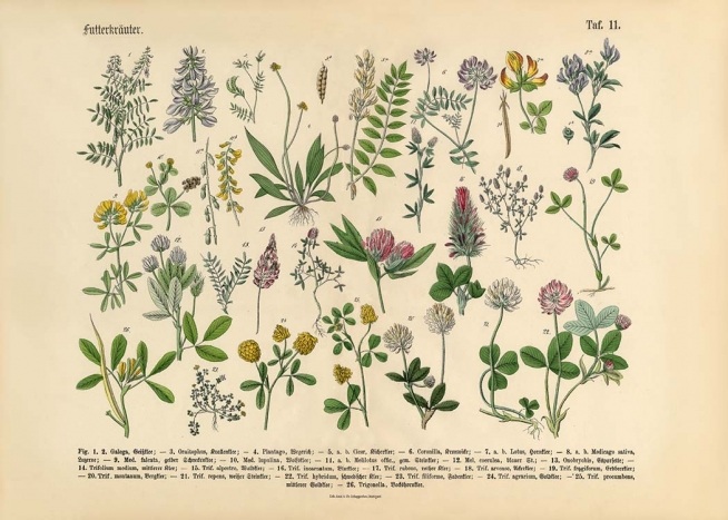  - Retro poster with all types of plants and flowers that you might find in a Victorian garden.