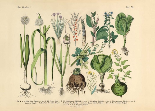  - Beautiful vintage poster with a drawing of all types of vegetables.