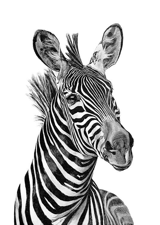  - Beautiful animal poster with an elegant zebra in black and white on a white background.