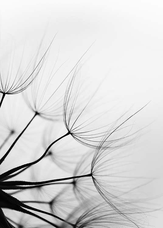  - Impressive botanical poster with a black and white close-up of a dandelion.