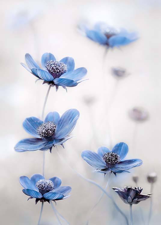  - Beautiful plant poster showing blue flowers. By: Mandy Disher